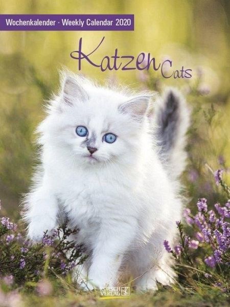 Katzen Kalender 2020, Korsch Verlag, Titelbild 