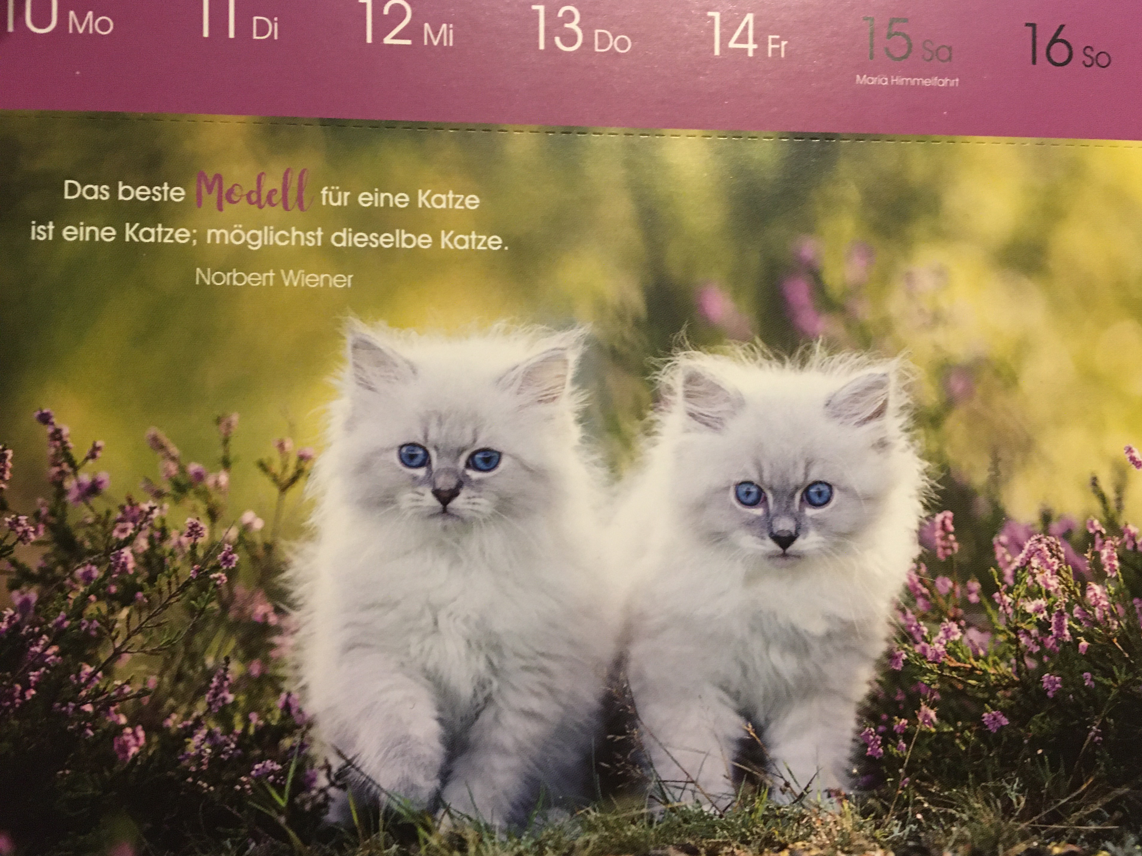 Katzen Glück 2020, Korsch Verlag, Monat August 